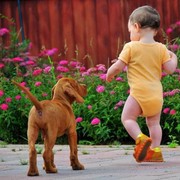 vizsla02 vizsla02